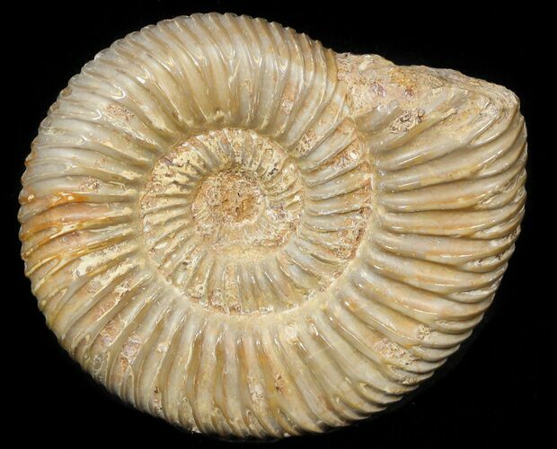 Perisphinctes Ammonite - Jurassic #45420